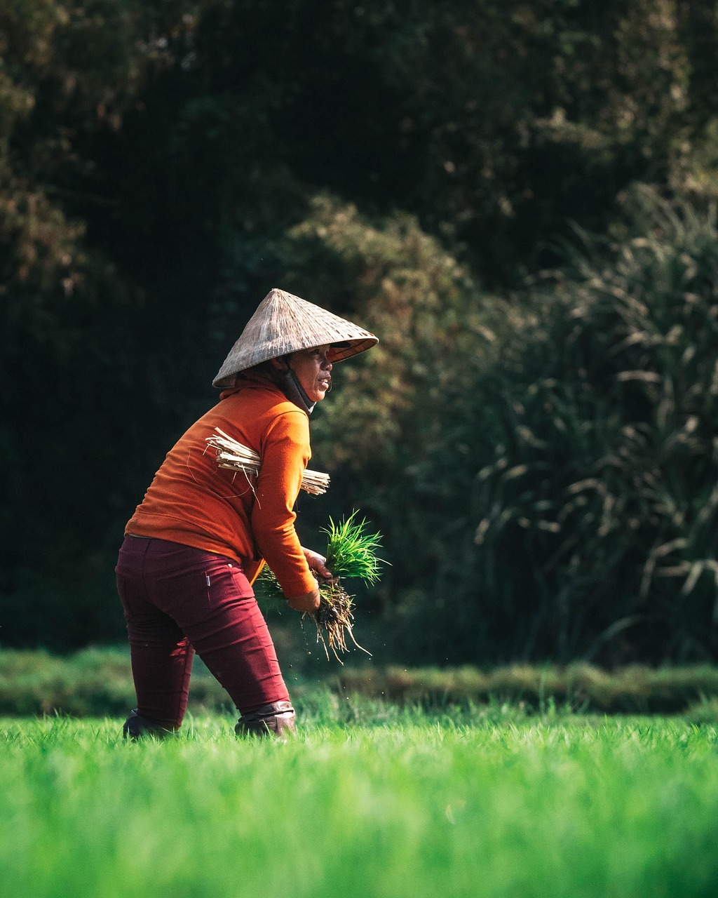 farmer, agriculture, harvest, vietnam, asia, green, rice, countryside, cultural, rural, rice field, portrait, vietnamese, culture, farmer, farmer, farmer, farmer, farmer, rice, rice field