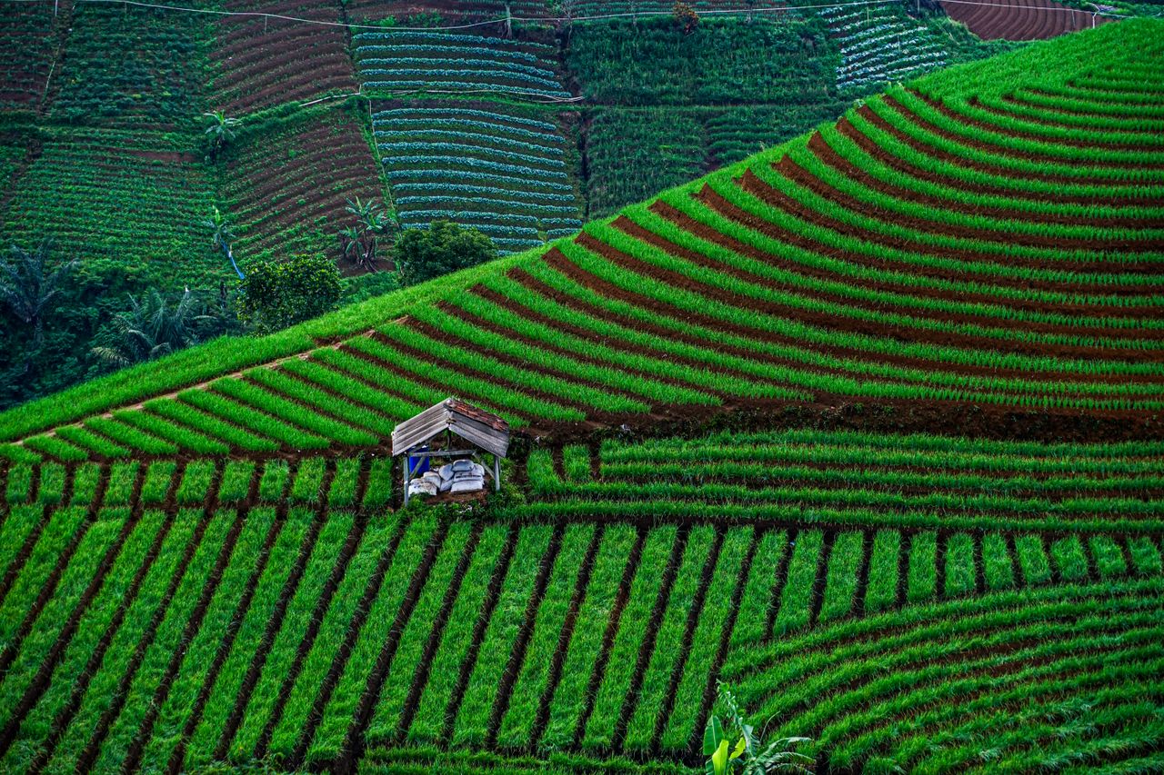 Vibrant green rice terraces showcasing rural Indonesia's stunning landscape.