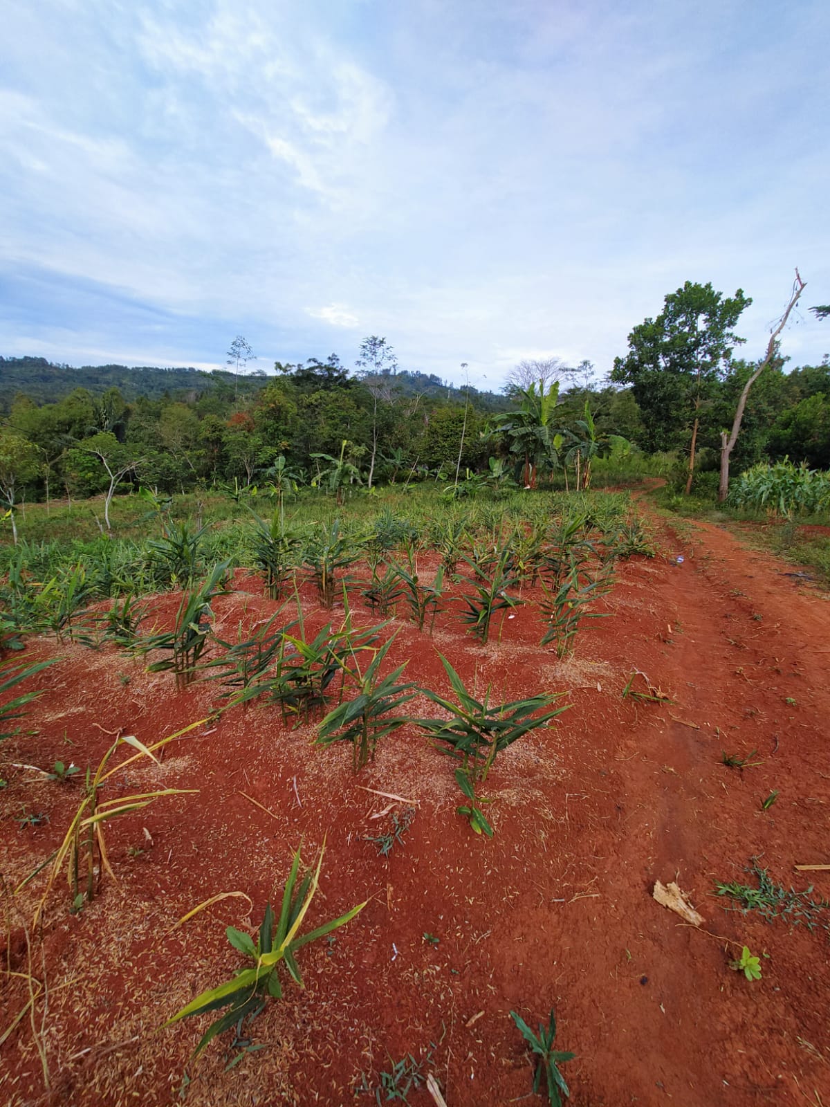 kebon kang wawan 2